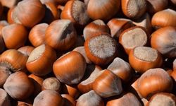 Fındık fiyatları sezonun en düşük seviyesinde