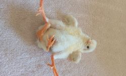 Dört ayaklı civciv herkesi şaşırttı