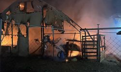 Çıkan yangında 580 kanatlı telef oldu