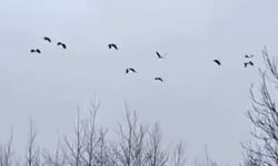 Leylekler Sakarya'da mola verdi