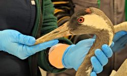 Sakarya'da yaralı bulunan turna tedavi altında