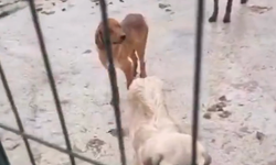 Geyve ve Pamukova barınaklarına inceleme