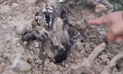 Hendek Hayvan Barınağı'nda skandal görüntüler!