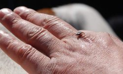 Kene 21 yaşındaki gencin sonu oldu