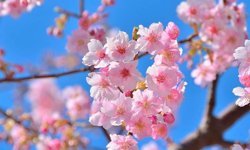 Sakarya'ya bahar geliyor