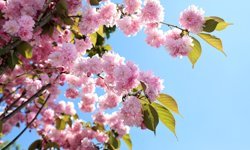 Çiçek açan Sakura ağaçları şehri süsledi