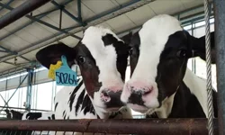 Hayvancılıkta "Dijital mahsuplaşma" dönemi