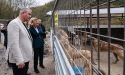 Sokak hayvanları için modern yaşam alanı