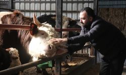 Kurbanlık alışverişinde erken alım hareketliliği