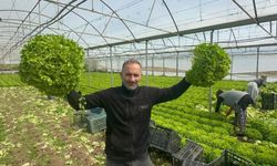 Kıvırcık bu sene güldürüyor