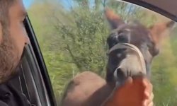 Mahalleye inen eşek ortalığı birbirine kattı