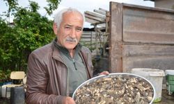 Yanan ormanlık alanda doğa cömert davrandı