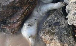 Karasu'da hayret ettiren görüntü iç parçaladı