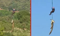 Dev timsahın midesinden insan kalıntıları çıktı