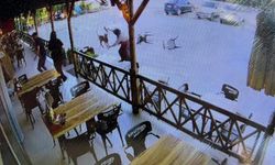 Köpek kadının kolunu kopardı
