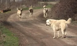 ''Yılbaşına kadar sokak köpeklerinin hepsi barınaklara alınacak''