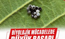 Kokarca zararlısına darbe