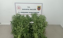 3 ilçeye yasaklı madde baskını