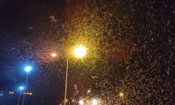 Bir gün sinekleri ortaya çıktı