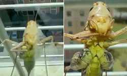 Birçok ilçede dev çekirge hareketliliği