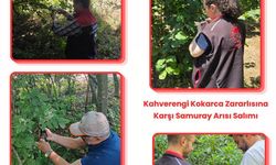 Sakarya'da kahverengi kokarcaya karşı biyolojik mücadele sürüyor!