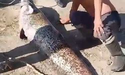 Oltaya 78 kiloluk dev balık takıldı