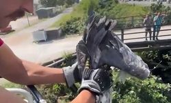 Balıkçıl kuşun imdadına itfaiye yetişti