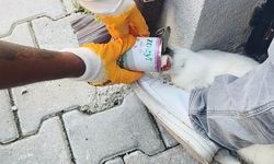 Konserve kutusu kedinin başına dert oldu