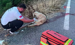 Yaralı köpeğe ilk müdahaleyi sağlık ekipleri yaptı