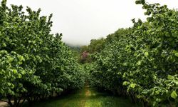 Ecel onu fındık bahçesinde buldu