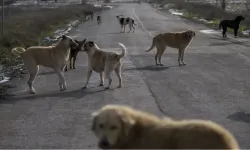 Sokak köpekleri için denetim seferberliği