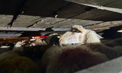 2 ton 280 kilo midye ve 156 küçükbaş hayvan yakalandı