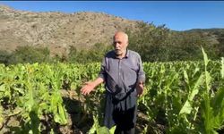 Deneme amaçlı ekildi, çiftçinin yeni gelir kapısı oldu