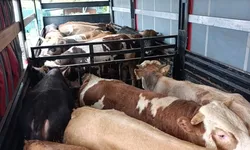 Tırdan 29 büyükbaş hayvan çıktı! 13'ünün küpesi yok