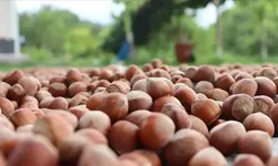 Sakarya’da fındık fiyatları belli oldu: Üreticinin gözü piyasada