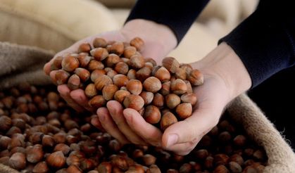 Sakarya’da Fındık Fiyatları Güncel Durum