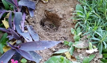 Mezardaki çiçekleri söküp uyuşturucu sakladılar!