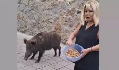 Safiye Soyman domuzu böyle besledi