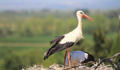 "Bolluk" müjdecisi leylek sürüsü görüldü