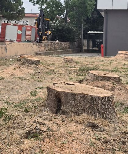 Hendek'te müftülük binası için ağaç katliamı!