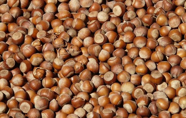 Sakarya fındığında bölgesel yarış