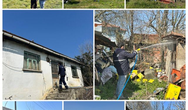 Söğütlü Belediyesi, kahverengi kokarca ile mücadele ediyor