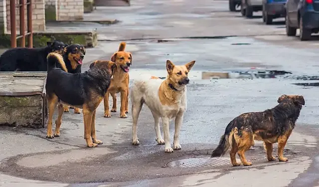 Sokak hayvanlarıyla ilgili yeni karar!