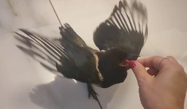 Hayatını kurtardığı yavru saksağan evladına dönüştü