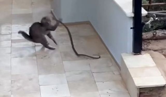 Kedi ile yılanın kavgası kamerada