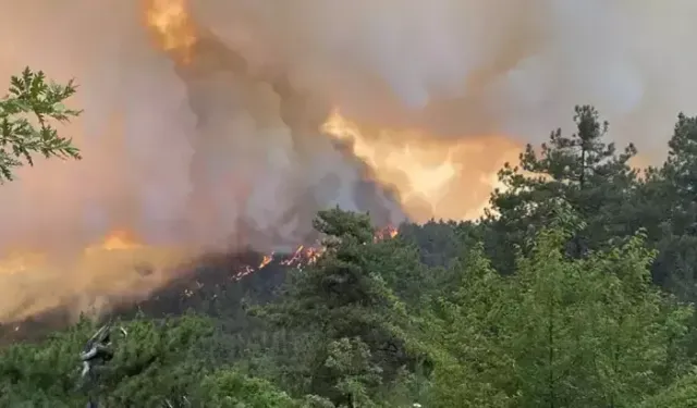 Sakarya'da yangın alarmı!