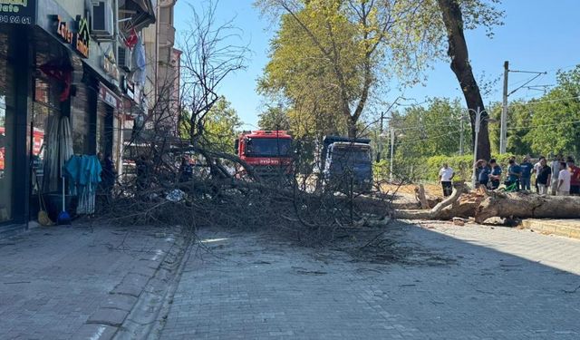 Asırlık çınar binanın üzerine devrildi!
