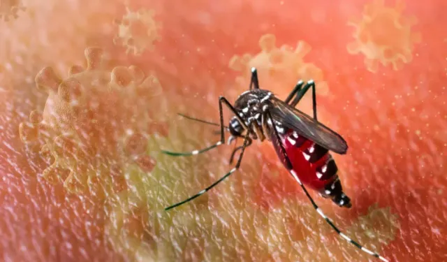 Türkiye'de risk altında: Chikungunya virüsü hızla yayılıyor!