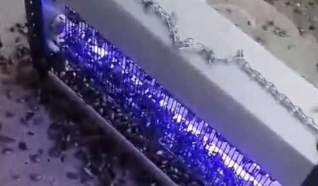 Fındık düşmanı kahverengi kokarcayı böyle yok etti!