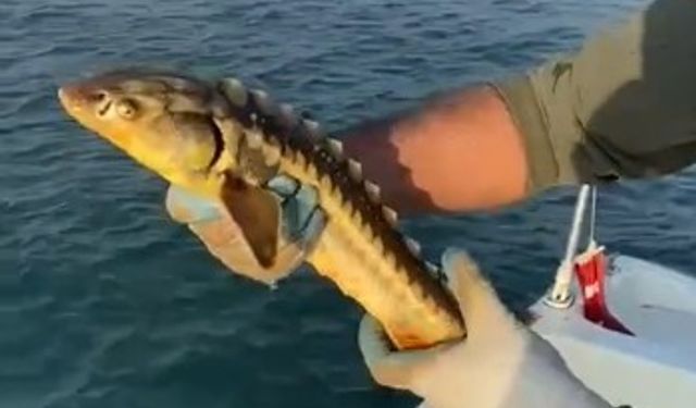 Nesli tehlikede olan Mersin balığı Karasu’da görüldü